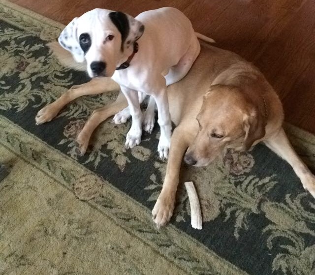 Charlie sitting on Zoey